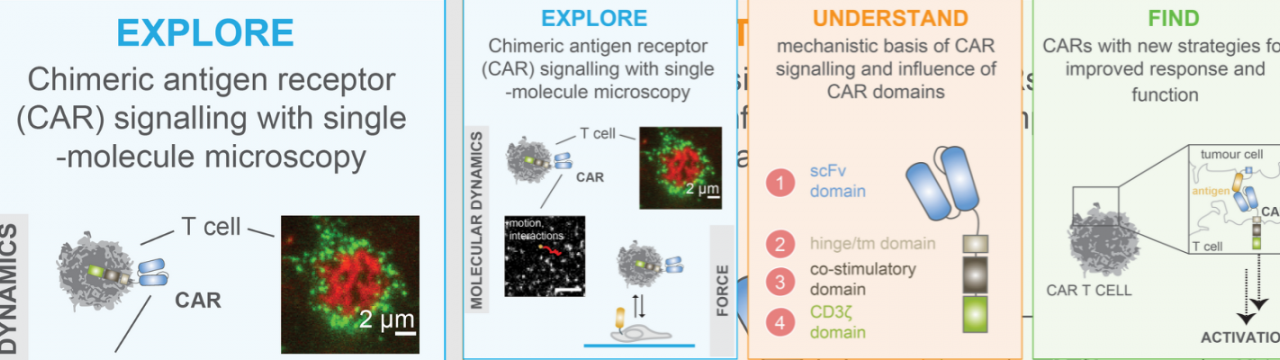 Technologies for deciphering the biophysical basis of chimeric antigen receptor (CAR) based T cell immunotherapies