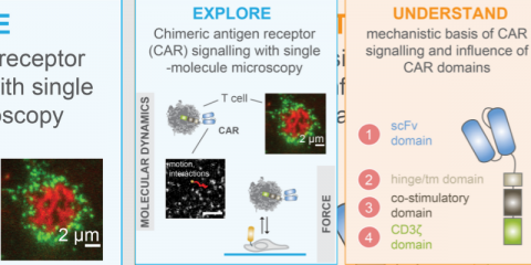 Technologies for deciphering the biophysical basis of chimeric antigen receptor (CAR) based T cell immunotherapies