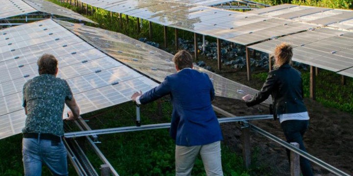 Translucent solar panels make growing vegetables possible